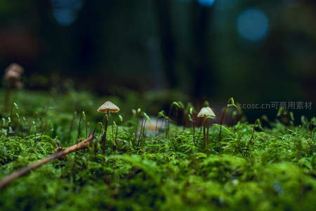 雨后苔藓地上的迷你蘑菇群落