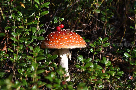 灌木丛中点缀浆果的毒蝇伞