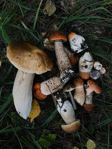 林间野蘑菇特写，自然生长的菌类群落