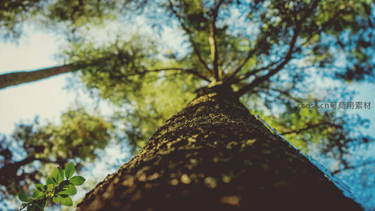 仰望参天大树，阳光穿透枝叶洒下斑驳光影