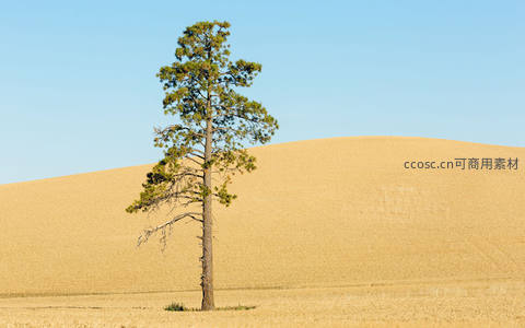 孤树伫立金黄麦田，简约构图尽显自然之美