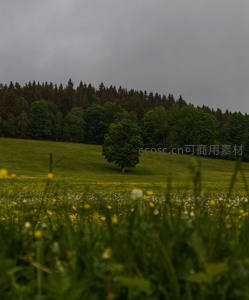 绿野孤树，阴云密布的宁静山坡