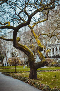 城市公园中苍劲古树与古典建筑