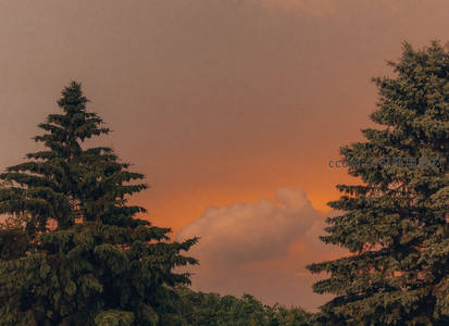 松林剪影映霞光，暮色温柔染天边