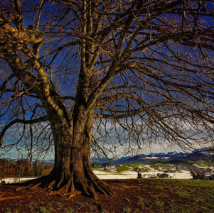 枯枝巨树立山巅，远眺雪野与蓝天