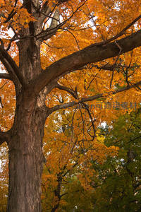 秋日巨树，金黄叶片如火焰般燃烧