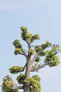 蓝天映衬下，古树虬枝如画