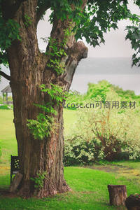 古树参天绿意浓，湖畔公园静谧时光