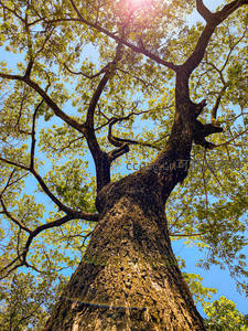 阳光穿透树冠，斑驳光影洒落古树躯干