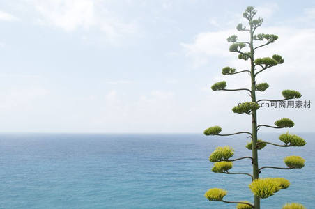 海边龙舌兰绽放生命之姿