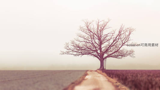 雾中孤树，小径通幽，静谧如画