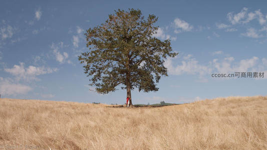 金黄麦田中，一人倚树赏蓝天
