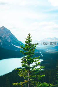 山巅孤松瞰湖光，云海苍茫映峰峦