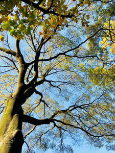 仰望古树枝叶间，秋阳穿隙洒金辉