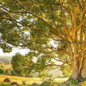 树冠安眠享日光，田园牧歌心自闲