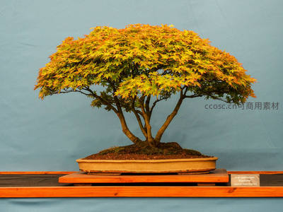 盆景枫树展秋韵，方寸之间见乾坤