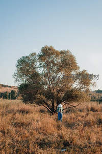 田野中一人独行树下，金黄草浪映衬悠闲时光