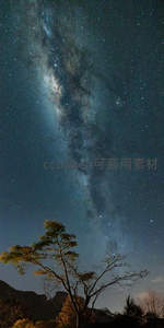 银河横跨夜空，树影静默仰望星辰