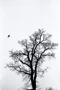 枯枝与飞鸟，极简黑白的冬日意境