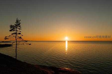 海边孤松剪影，落日熔金洒满海面
