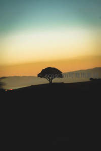 山丘上的树影，黄昏渐染天际线