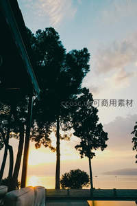 海边日落，松影婆娑，宁静致远