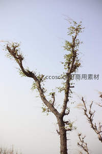 苍劲古树枝干伸向淡蓝天空