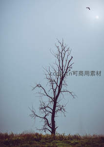雾中枯树孤影与飞鸟共舞苍穹