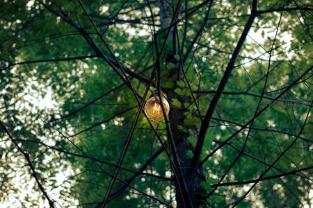 树影中的复古灯泡，自然与人造光的交融