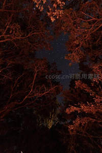 仰望星空：森林树冠下的璀璨银河