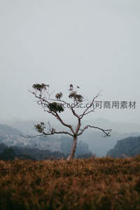 孤树屹立于苍茫山野之间