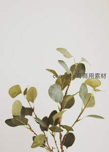 简约桉树枝叶绿，清新背景显质感