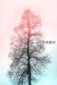 粉蓝渐变天空下的孤树剪影