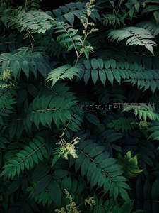 深绿叶片层层叠，自然纹理显生机