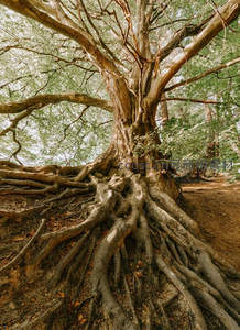 苍劲古树根部特写，岁月雕琢的纹理之美