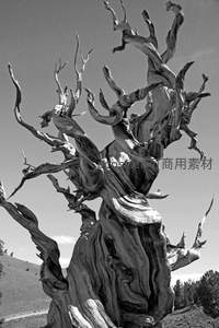 黑白影像中的枯树，扭曲枝干如雕塑艺术