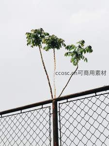 铁丝网后绿树，顽强向上生长