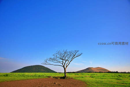 孤树伫立草原远山如黛晴空万里