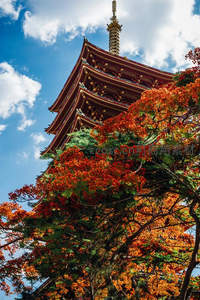 古塔秋枫相映成趣红叶满枝头