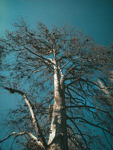 仰视视角下高大树木直指蔚蓝天空