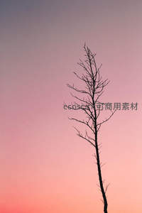 孤树剪影映粉紫暮色天空
