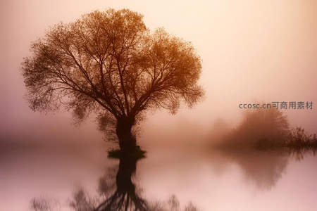 薄雾笼罩湖中树，朦胧倒影似仙境