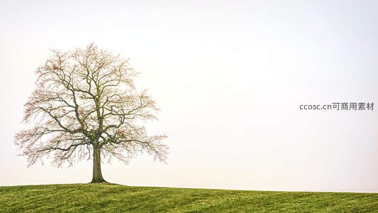 绿野之上独木挺立，简约构图显空灵