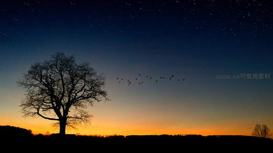 星夜之下，孤树剪影伴飞鸟归巢