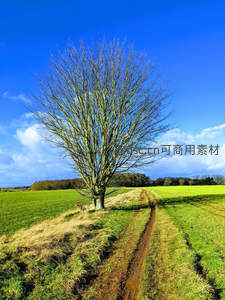 春野孤树，小径通向远方