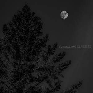 月光下松树剪影的黑白艺术照