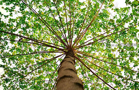 仰望树冠，枝叶如伞撑开绿意盎然的天空