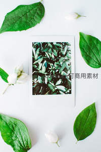 绿叶白花环绕的植物照片