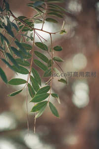 阳光穿透的绿叶枝条