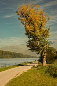 秋日河畔金黄大树小径